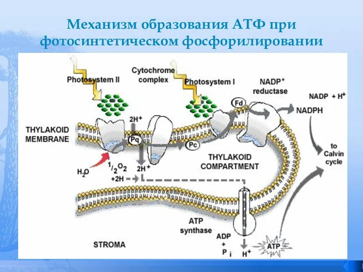 Механизм образования АТФ при фотосинтетическом фосфорилировании