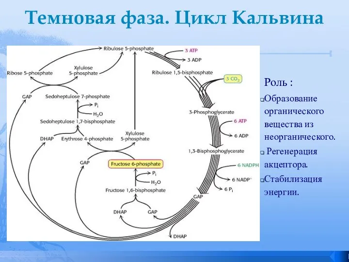 Темновая фаза. Цикл Кальвина Роль : Образование органического вещества из неорганического. Регенерация акцептора. Стабилизация энергии.