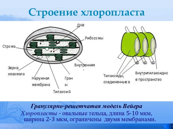 Строение хлоропласта Гранулярно-решетчатая модель Вейера Хлоропласты - овальные тельца, длина 5-10 мкм,