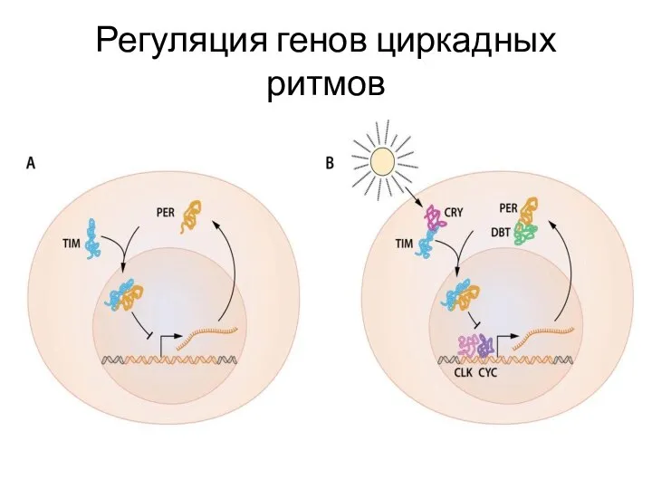 Регуляция генов циркадных ритмов