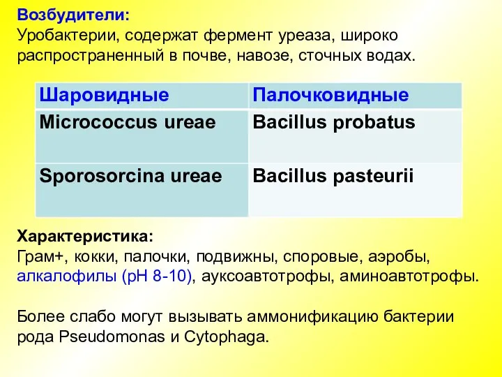 Возбудители: Уробактерии, содержат фермент уреаза, широко распространенный в почве, навозе, сточных водах.