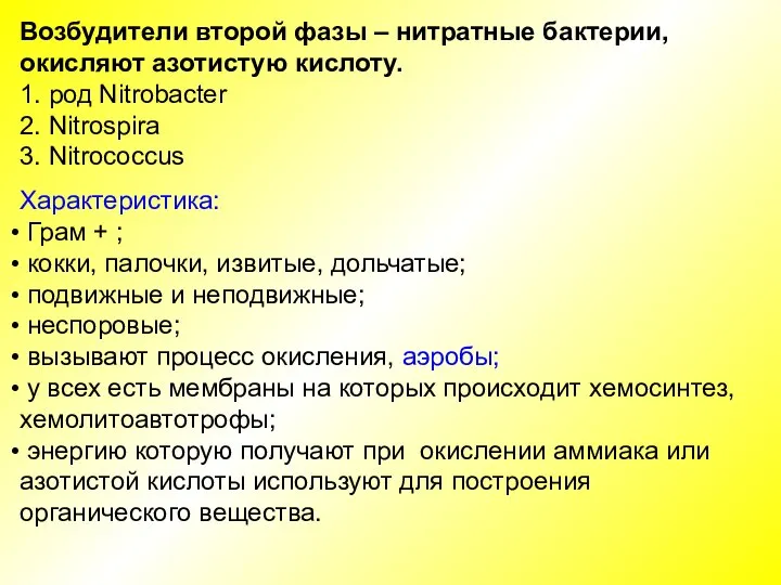 Возбудители второй фазы – нитратные бактерии, окисляют азотистую кислоту. 1. род Nitrobacter