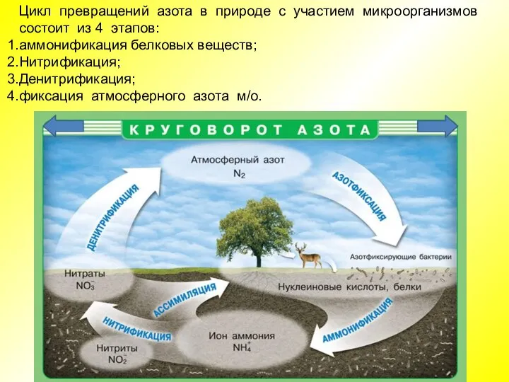 Цикл превращений азота в природе с участием микроорганизмов состоит из 4 этапов: