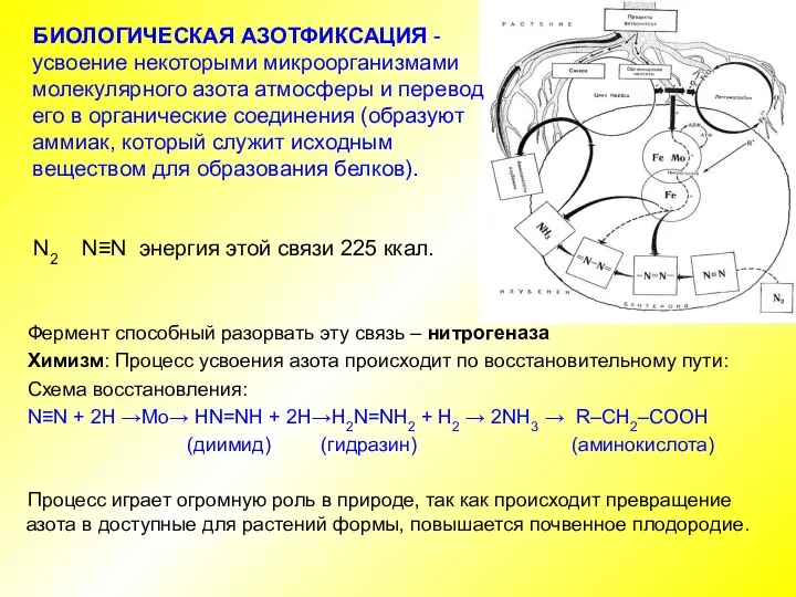 Фермент способный разорвать эту связь – нитрогеназа Химизм: Процесс усвоения азота происходит