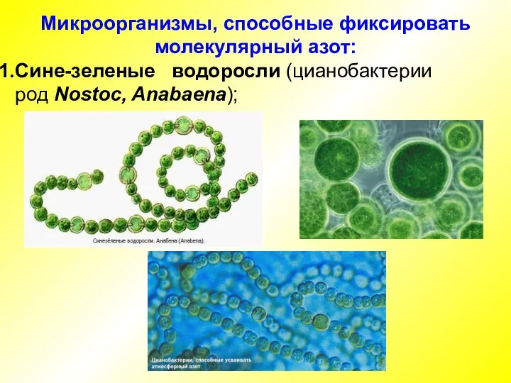 Микроорганизмы, способные фиксировать молекулярный азот: Сине-зеленые водоросли (цианобактерии род Nostoc, Anabaena);