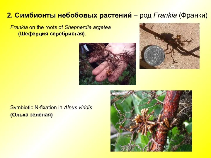 2. Симбионты небобовых растений – род Frankia (Франки) Frankia on the roots