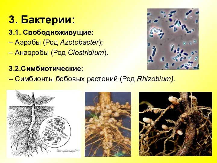 3. Бактерии: 3.1. Свободноживущие: – Аэробы (Род Azotobacter); – Анаэробы (Род Clostridium).