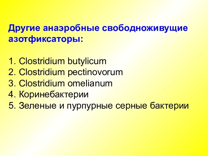 Другие анаэробные свободноживущие азотфиксаторы: 1. Clostridium butylicum 2. Clostridium pectinovorum 3. Clostridium