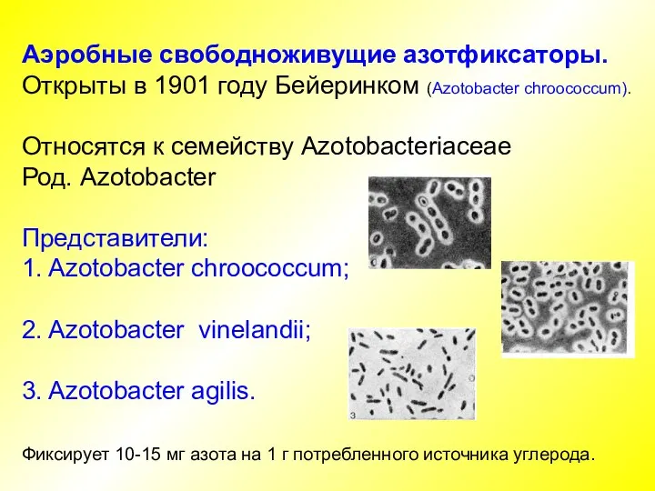 Аэробные свободноживущие азотфиксаторы. Открыты в 1901 году Бейеринком (Azotobacter chroococcum). Относятся к