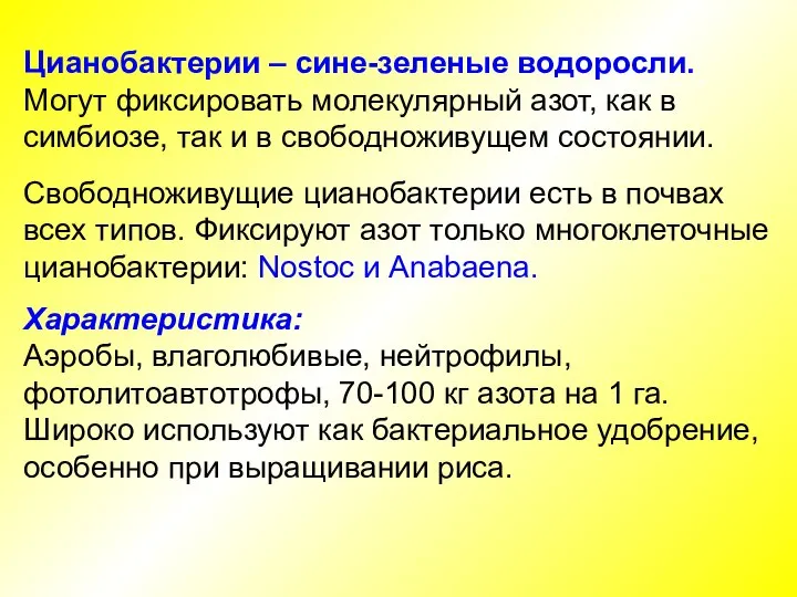 Цианобактерии – сине-зеленые водоросли. Могут фиксировать молекулярный азот, как в симбиозе, так