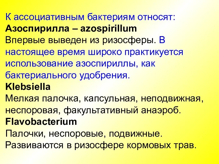 К ассоциативным бактериям относят: Азоспирилла – azospirillum Впервые выведен из ризосферы. В