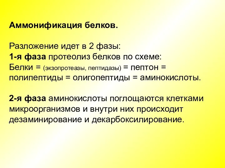 Аммонификация белков. Разложение идет в 2 фазы: 1-я фаза протеолиз белков по