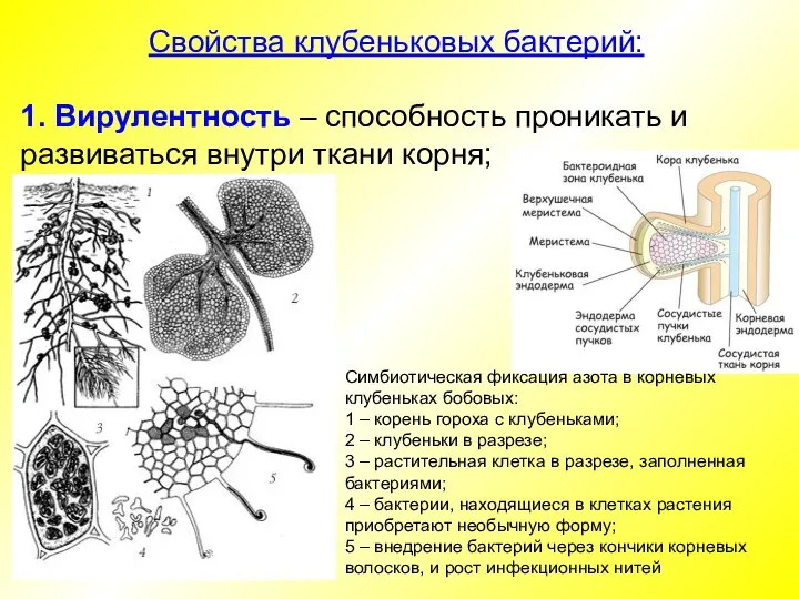 Свойства клубеньковых бактерий: 1. Вирулентность – способность проникать и развиваться внутри ткани