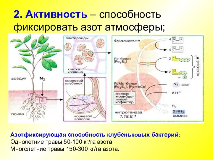 2. Активность – способность фиксировать азот атмосферы; Азотфиксирующая способность клубеньковых бактерий: Однолетние