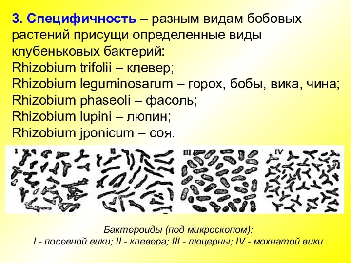 3. Специфичность – разным видам бобовых растений присущи определенные виды клубеньковых бактерий: