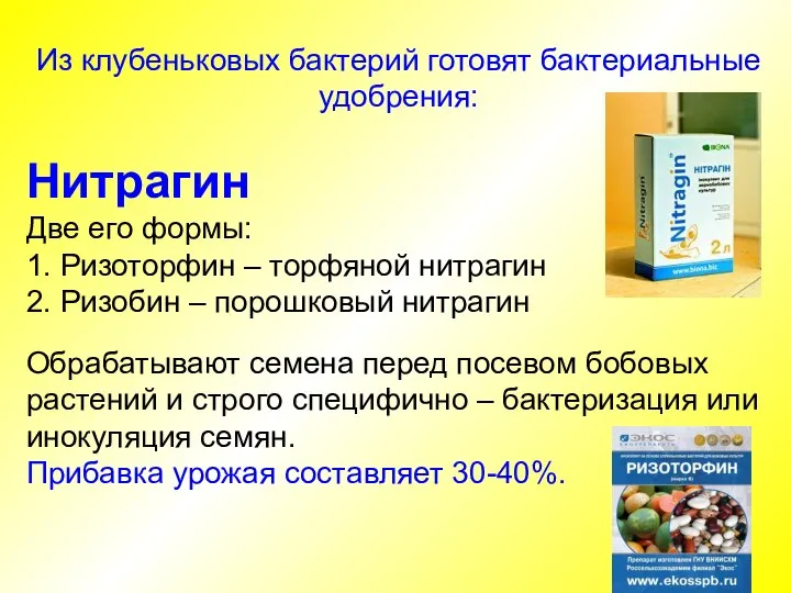 Из клубеньковых бактерий готовят бактериальные удобрения: Нитрагин Две его формы: 1. Ризоторфин