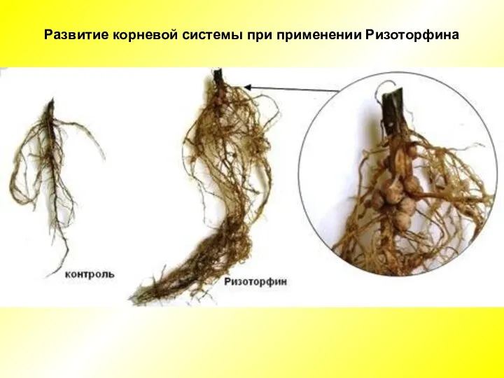 Развитие корневой системы при применении Ризоторфина