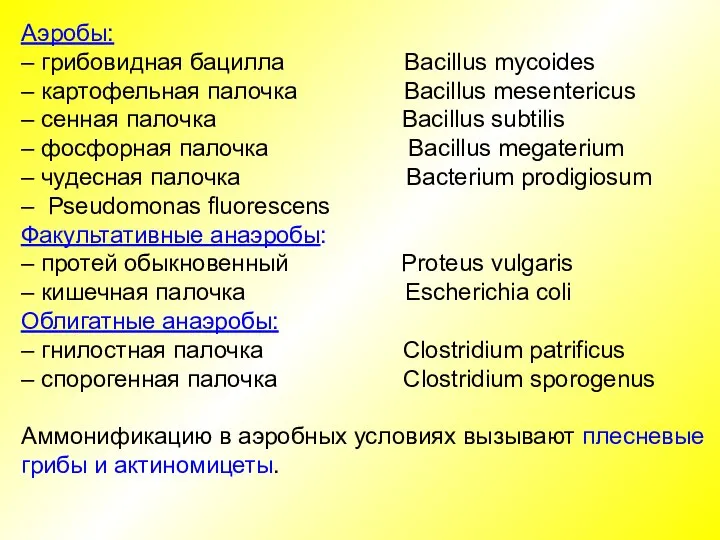 Аэробы: – грибовидная бацилла Bacillus mycoides – картофельная палочка Bacillus mesentericus –