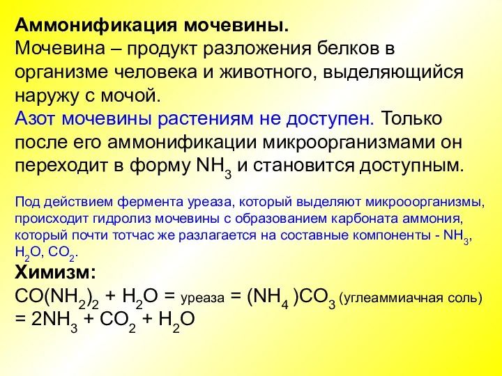 Аммонификация мочевины. Мочевина – продукт разложения белков в организме человека и животного,