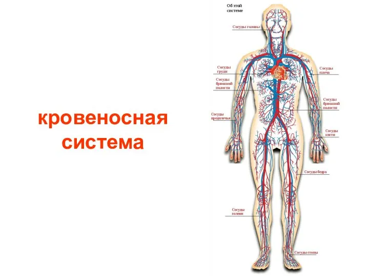 кровеносная система