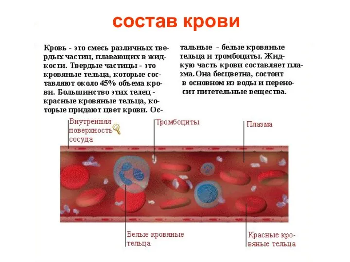 состав крови