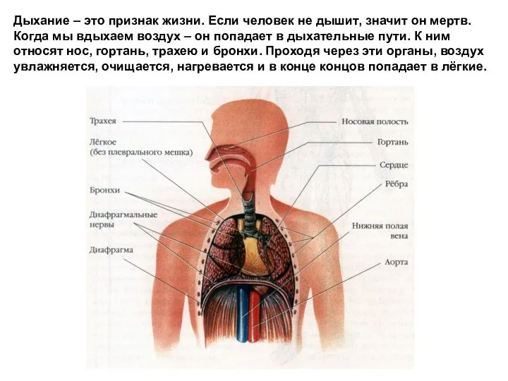 Дыхание – это признак жизни. Если человек не дышит, значит он мертв.