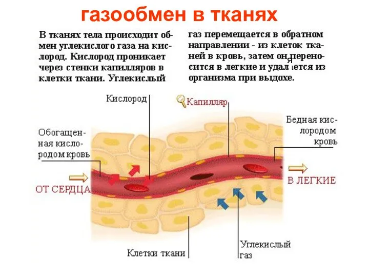 газообмен в тканях я