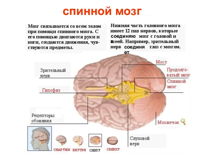 спинной мозг соединяет соединяют