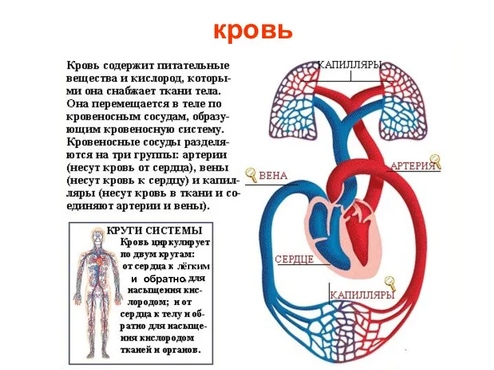 кровь и обратно лёгким