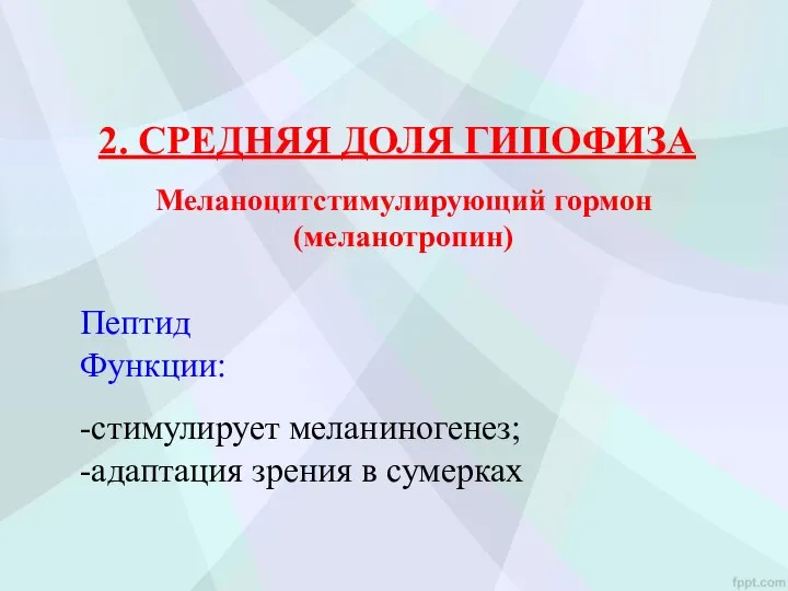 2. СРЕДНЯЯ ДОЛЯ ГИПОФИЗА Пептид Функции: -стимулирует меланиногенез; -адаптация зрения в сумерках Меланоцитстимулирующий гормон (меланотропин)