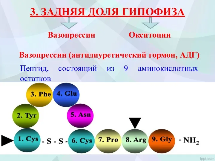 3. ЗАДНЯЯ ДОЛЯ ГИПОФИЗА Пептид, состоящий из 9 аминокислотных остатков Вазопрессин Окситоцин Вазопрессин (антидиуретический гормон, АДГ)