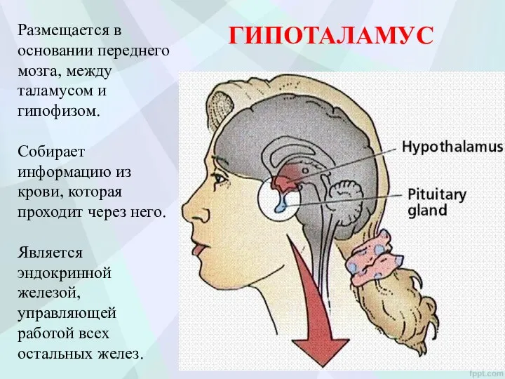 ГИПОТАЛАМУС Размещается в основании переднего мозга, между таламусом и гипофизом. Собирает информацию
