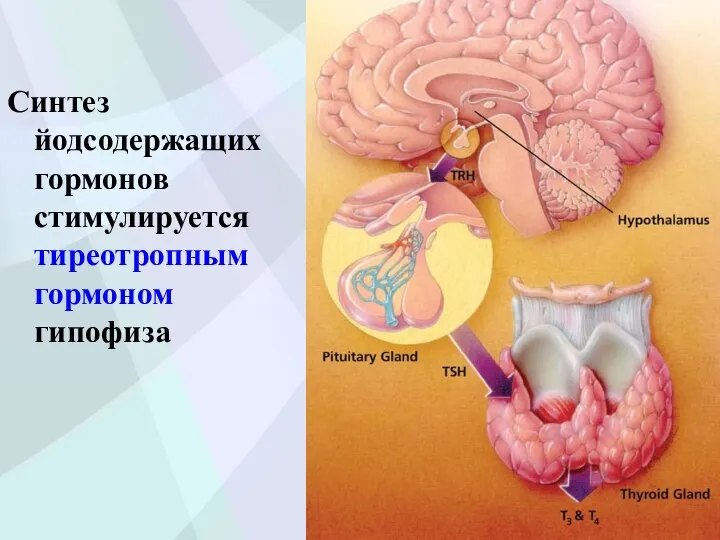 Синтез йодсодержащих гормонов стимулируется тиреотропным гормоном гипофиза