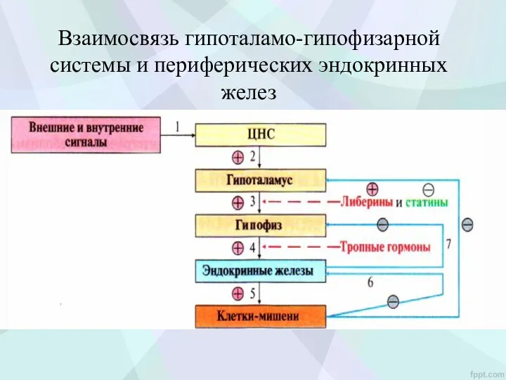 Взаимосвязь гипоталамо-гипофизарной системы и периферических эндокринных желез