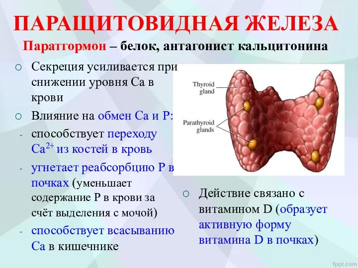 ПАРАЩИТОВИДНАЯ ЖЕЛЕЗА Паратгормон – белок, антагонист кальцитонина Секреция усиливается при снижении уровня