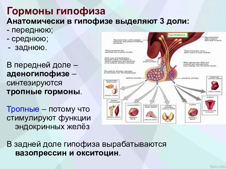 Гормоны гипофиза Анатомически в гипофизе выделяют 3 доли: - переднюю; - среднюю;