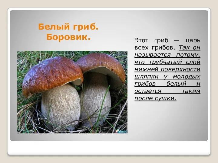 Белый гриб. Боровик. Этот гриб — царь всех грибов. Так он называется