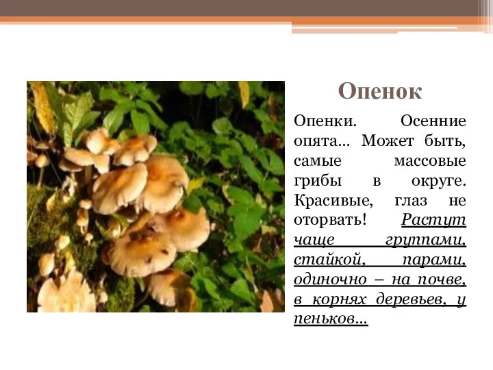 Опенок Опенки. Осенние опята… Может быть, самые массовые грибы в округе. Красивые,