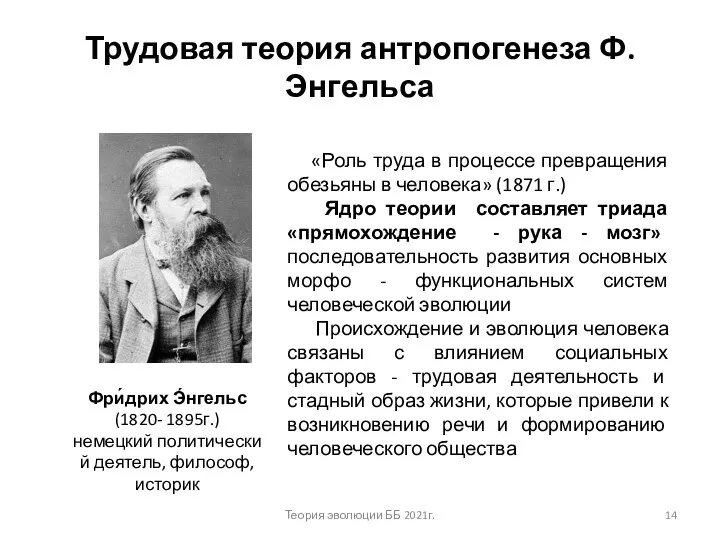 Трудовая теория антропогенеза Ф. Энгельса Фри́дрих Э́нгельс (1820- 1895г.) немецкий политический деятель,