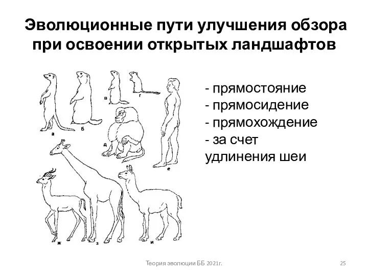 Эволюционные пути улучшения обзора при освоении открытых ландшафтов - прямостояние - прямосидение