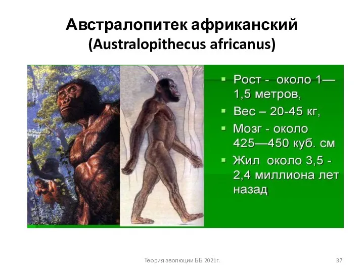 Австралопитек африканский (Australopithecus africanus) Теория эволюции ББ 2021г.