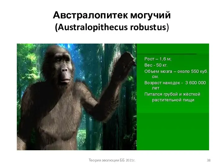 Австралопитек могучий (Australopithecus robustus) Теория эволюции ББ 2021г.