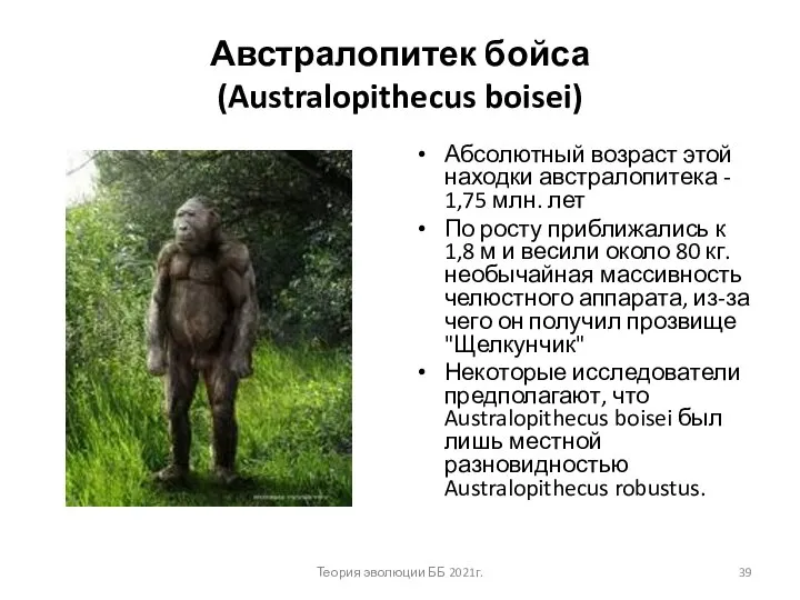 Австралопитек бойса (Australopithecus boisei) Абсолютный возраст этой находки австралопитека - 1,75 млн.