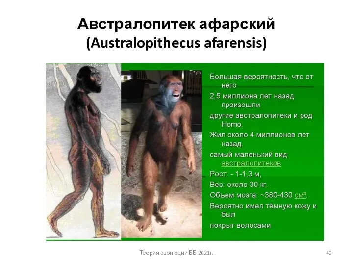 Австралопитек афарский (Australopithecus afarensis) Теория эволюции ББ 2021г.