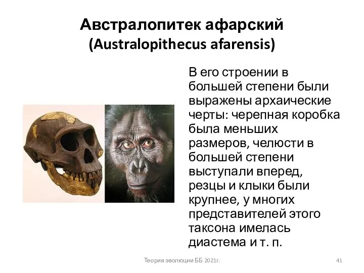 Австралопитек афарский (Australopithecus afarensis) В его строении в большей степени были выражены