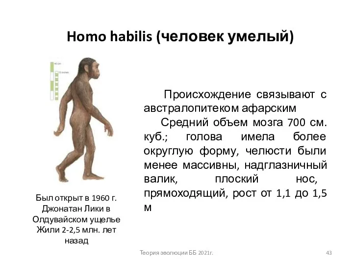 Homo habilis (человек умелый) Происхождение связывают с австралопитеком афарским Средний объем мозга