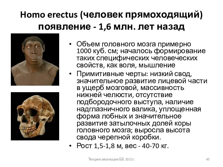 Homo erectus (человек прямоходящий) появление - 1,6 млн. лет назад Объем головного