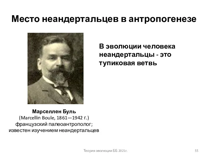 Место неандертальцев в антропогенезе В эволюции человека неандертальцы - это тупиковая ветвь