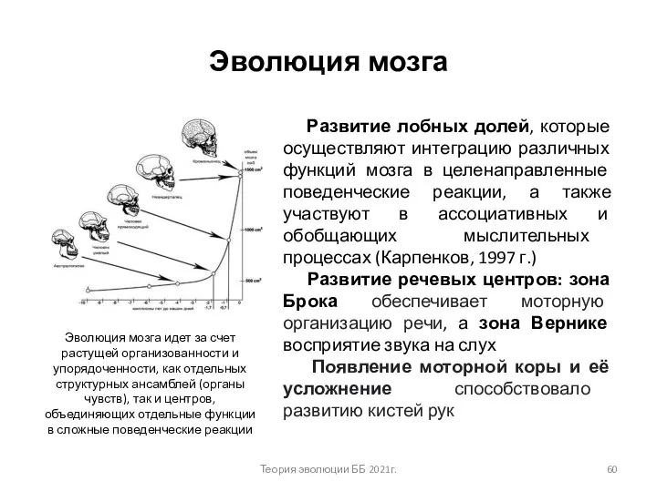 Эволюция мозга Развитие лобных долей, которые осуществляют интеграцию различных функций мозга в