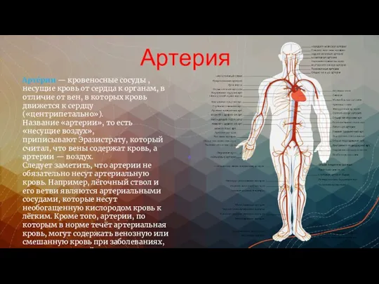 Артерия Арте́рии — кровеносные сосуды , несущие кровь от сердца к органам,